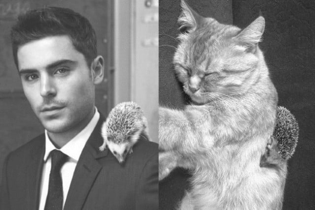 Quando um gato é mais fotogênico do que você