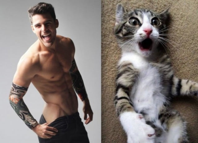 Quando um gato é mais fotogênico do que você
