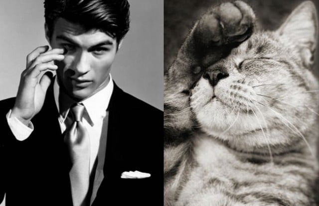 Quando um gato é mais fotogênico do que você