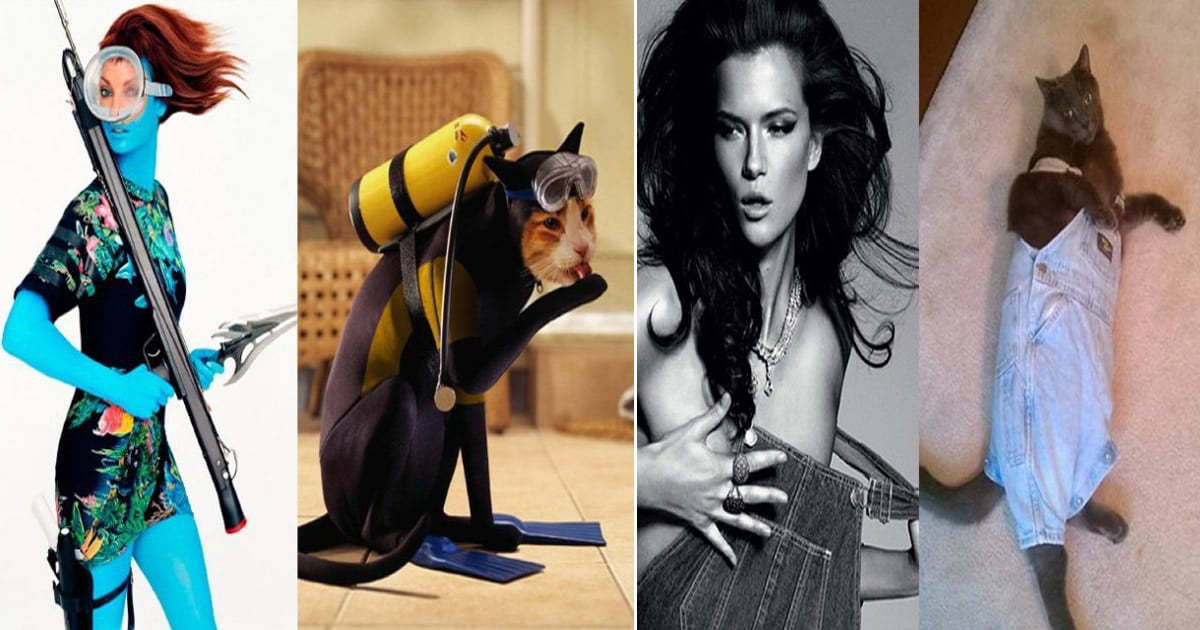 Quando um gato é mais fotogênico do que você