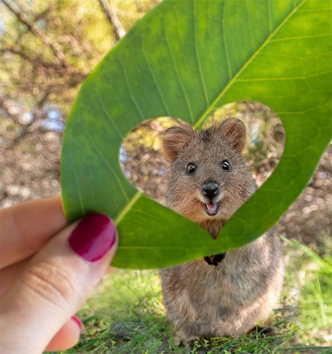 Conheça Quokka: o animal mais feliz da terra
