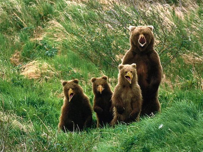 Graças a Deus, os ursos não têm bicos! Eles pareceriam aterrorizantes!