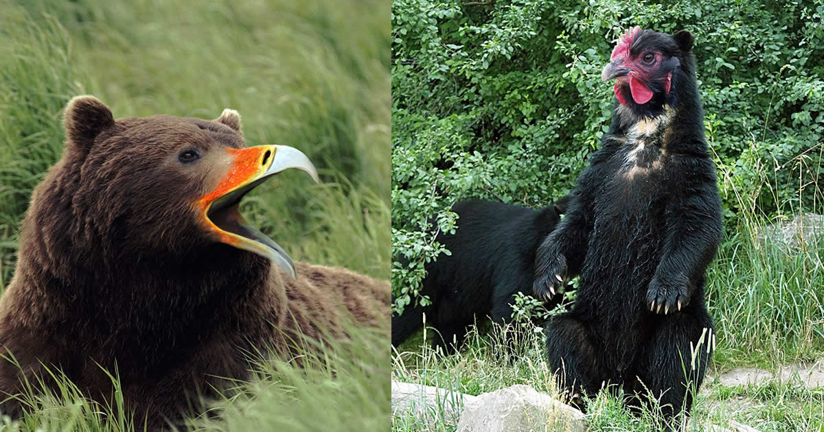 Graças a Deus, os ursos não têm bicos! Eles pareceriam aterrorizantes!