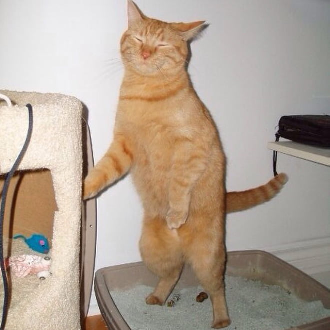 Você sabia que alguns gatos gostam de fazer cocô em pé?
