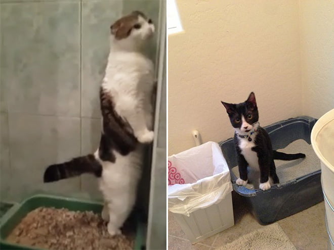 Você sabia que alguns gatos gostam de fazer cocô em pé?