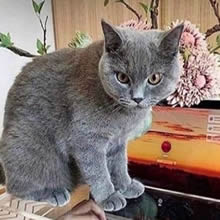 E agora, gato? E agora, gato?