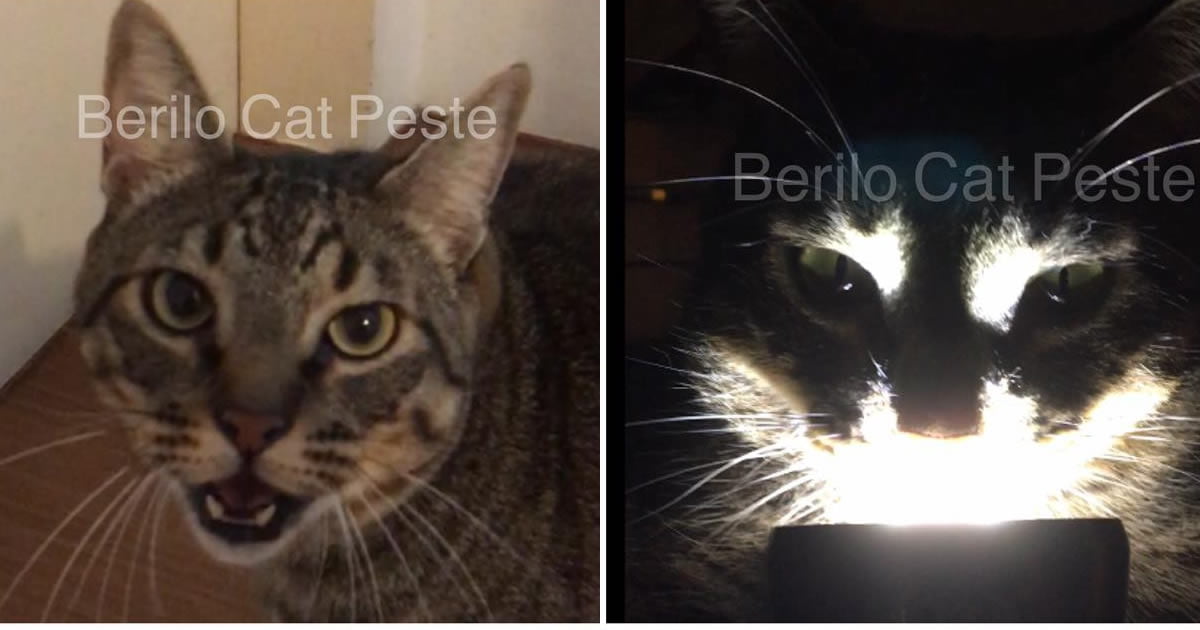 10 coisas que você precisa fazer pra testar a paciência do humano 10 coisas que você precisa fazer pra testar a paciência do humano