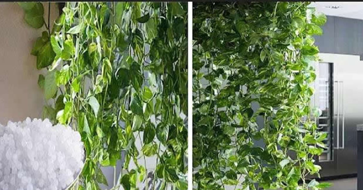 Como crescer a sua jiboia Como crescer a sua jiboia