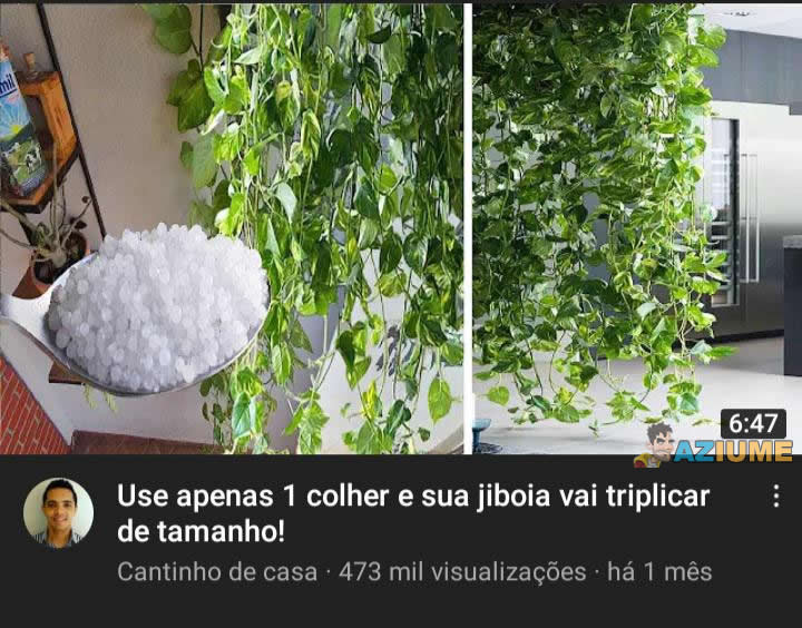 Como crescer a sua jiboia