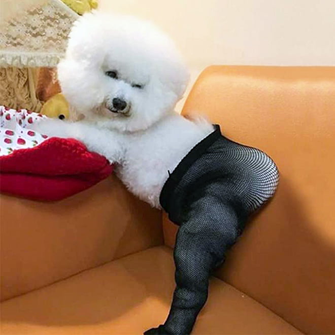 Então agora você pode comprar meias calças para o seu cachorro