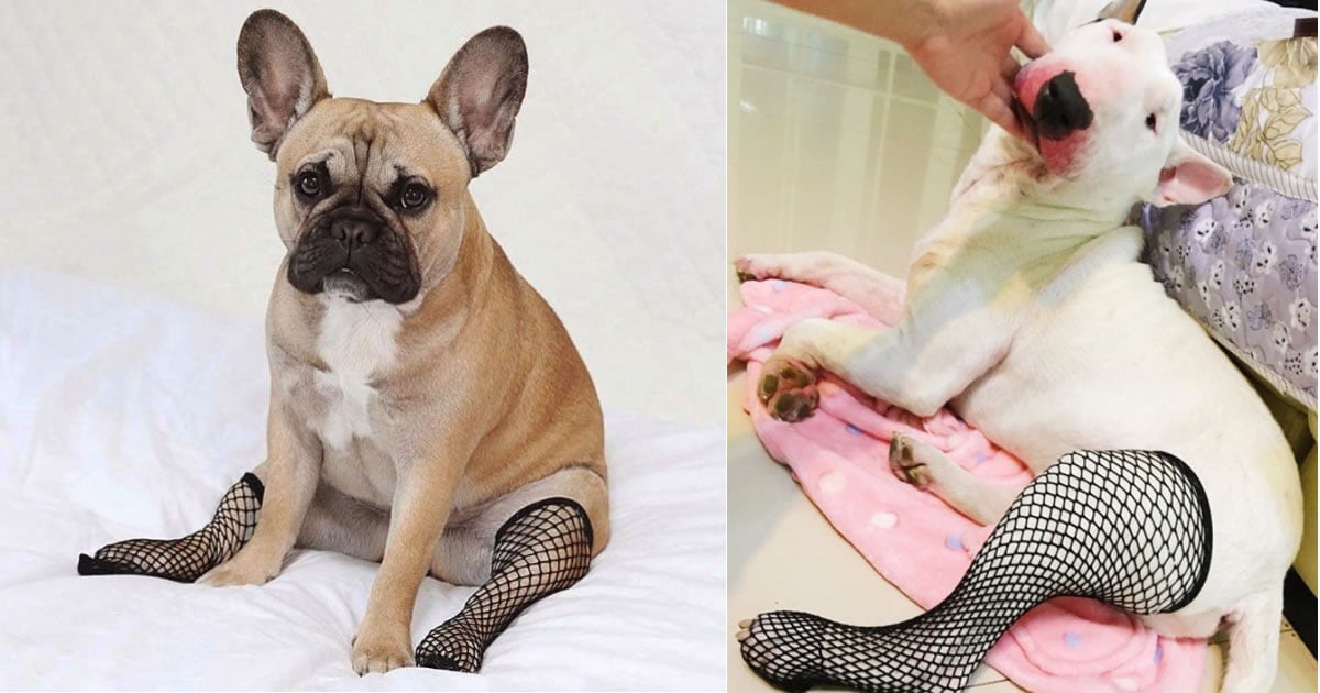 Então agora você pode comprar meias calças para o seu cachorro
