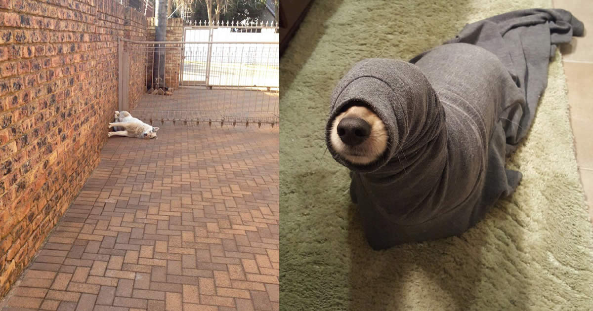 O que há de errado com seu cachorro? O que há de errado com seu cachorro?