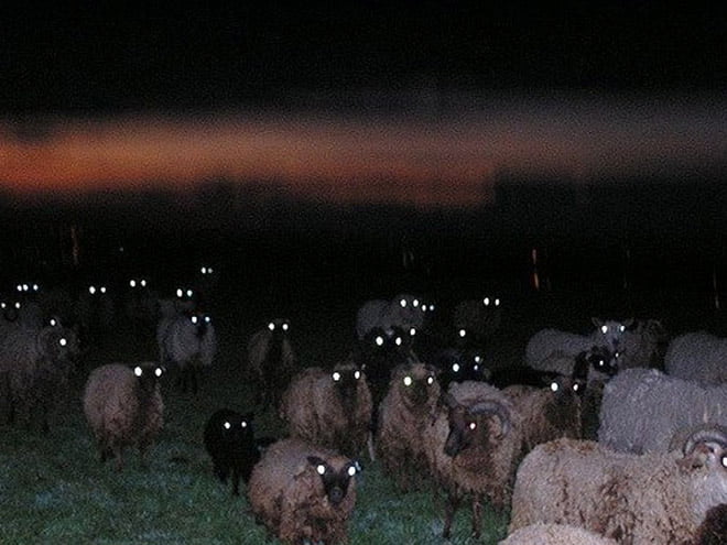Ovelhas à noite parecem aterrorizantes