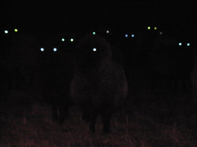 Ovelhas à noite parecem aterrorizantes