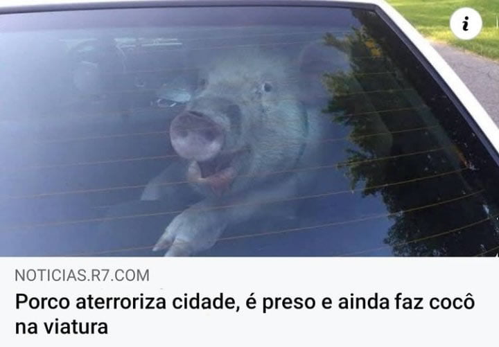 Porco aterroriza cidade