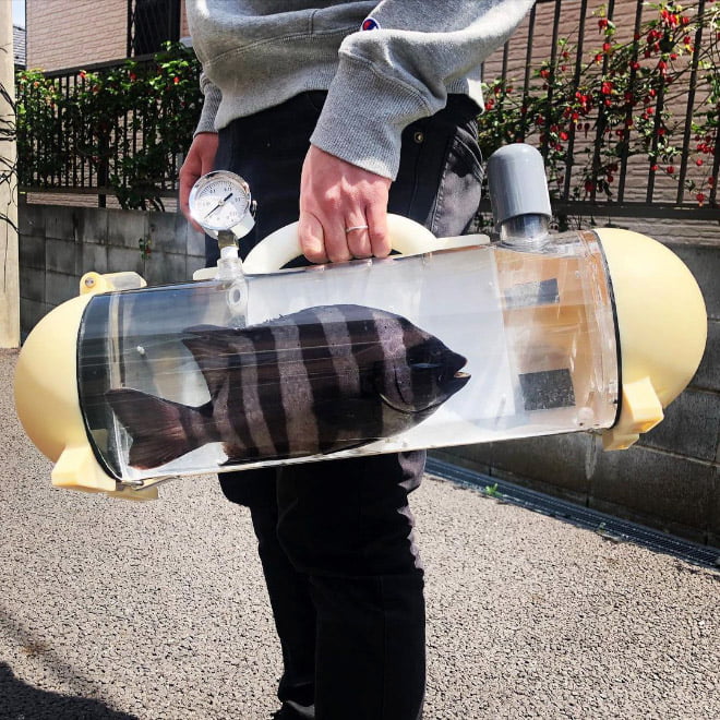 Quer levar seu peixe de estimação para um passeio?