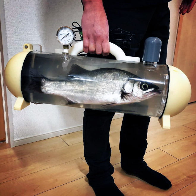 Quer levar seu peixe de estimação para um passeio?