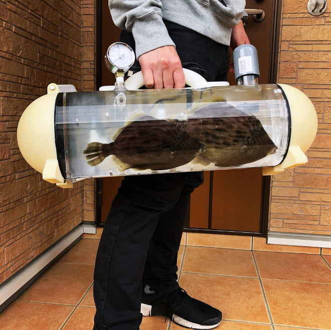 Quer levar seu peixe de estimação para um passeio?