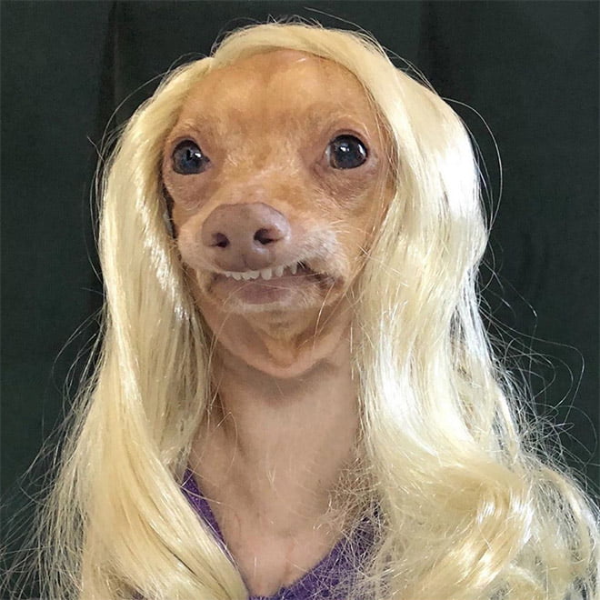Aparentemente, Cachorros com Perucas é uma tendência do Instagram
