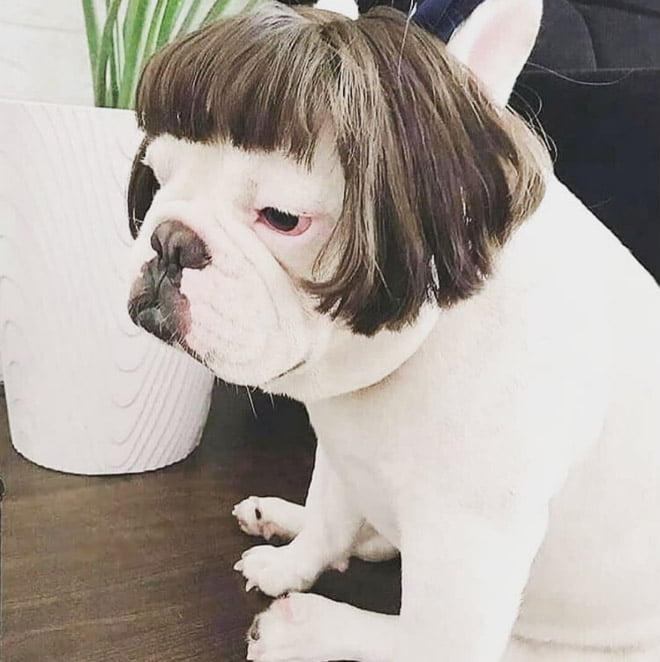 Aparentemente, Cachorros com Perucas é uma tendência do Instagram
