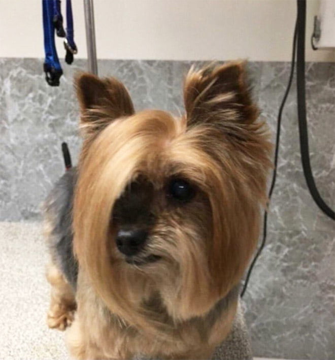 Aparentemente, Cachorros com Perucas é uma tendência do Instagram