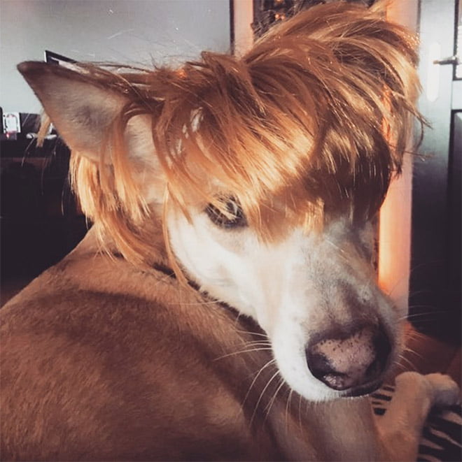 Aparentemente, Cachorros com Perucas é uma tendência do Instagram