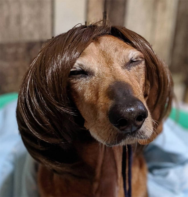 Aparentemente, Cachorros com Perucas é uma tendência do Instagram