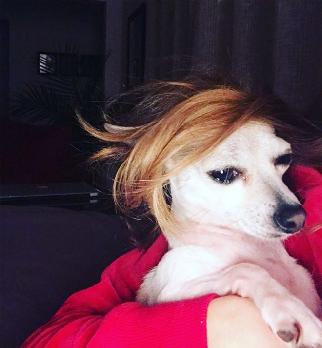 Aparentemente, Cachorros com Perucas é uma tendência do Instagram