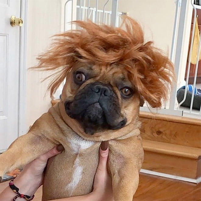 Aparentemente, Cachorros com Perucas é uma tendência do Instagram