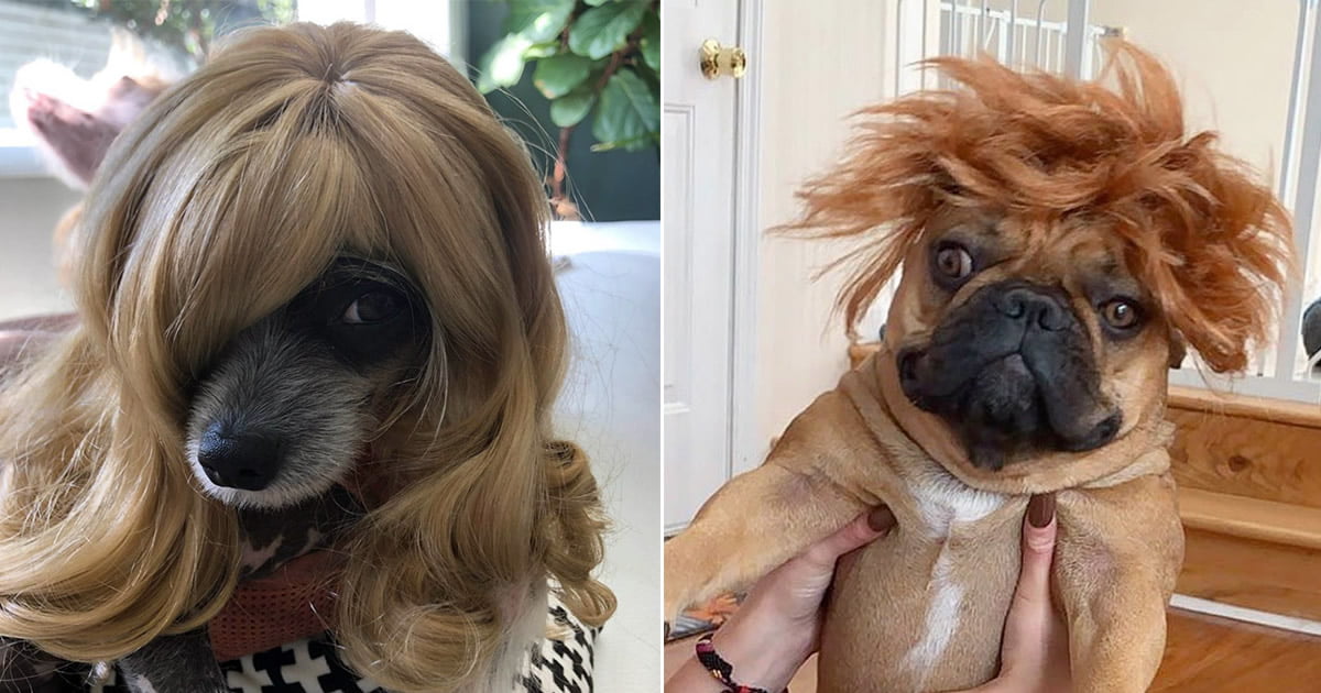 Aparentemente, Cachorros com Perucas é uma tendência do Instagram