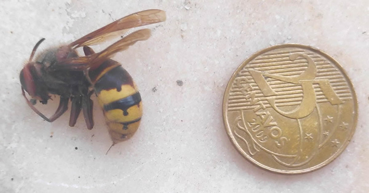 Encontrei esse ser morto na sacada, devo tocar fogo na minha casa e ir embora?