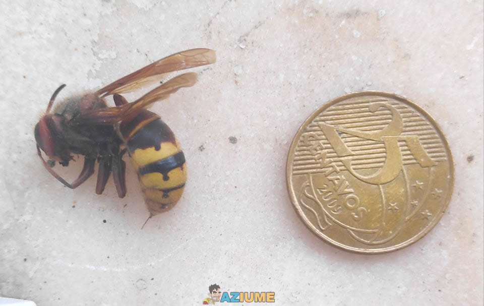Encontrei esse ser morto na sacada, devo tocar fogo na minha casa e ir embora?