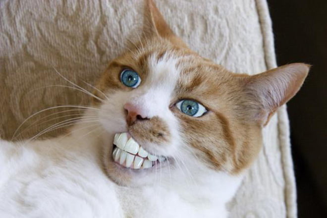 Gatos com boca humana parecem horríveis
