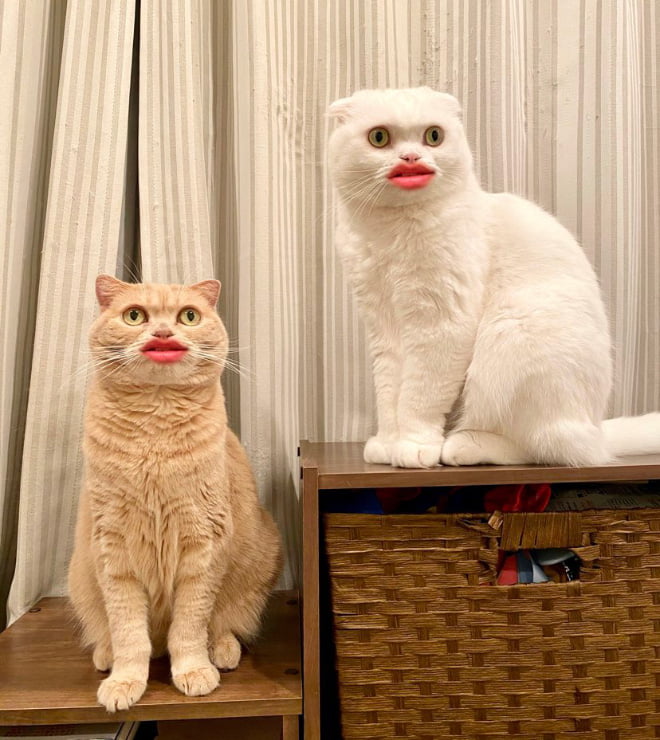 Gatos com boca humana parecem horríveis