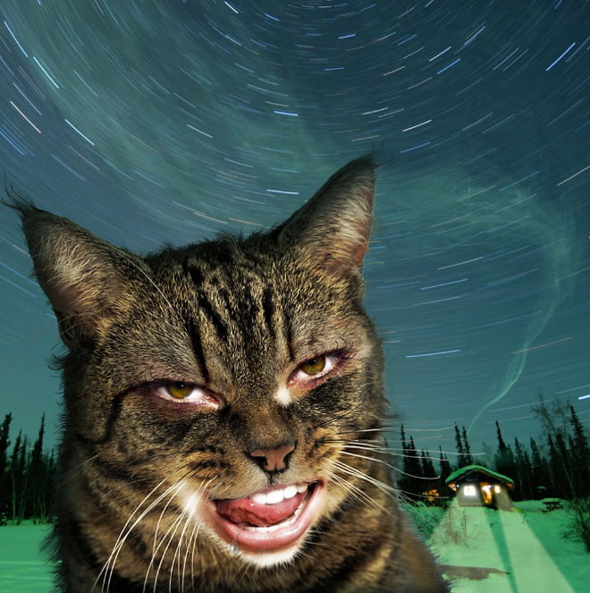 Gatos com boca humana parecem horríveis