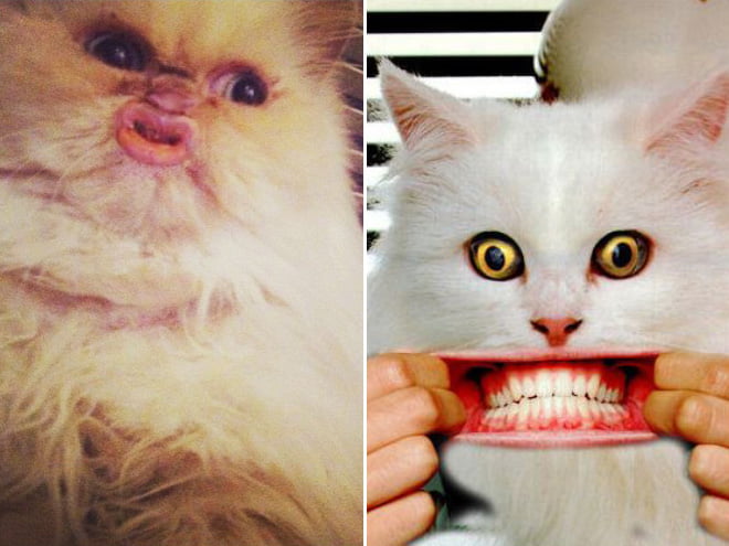 Gatos com boca humana parecem horríveis
