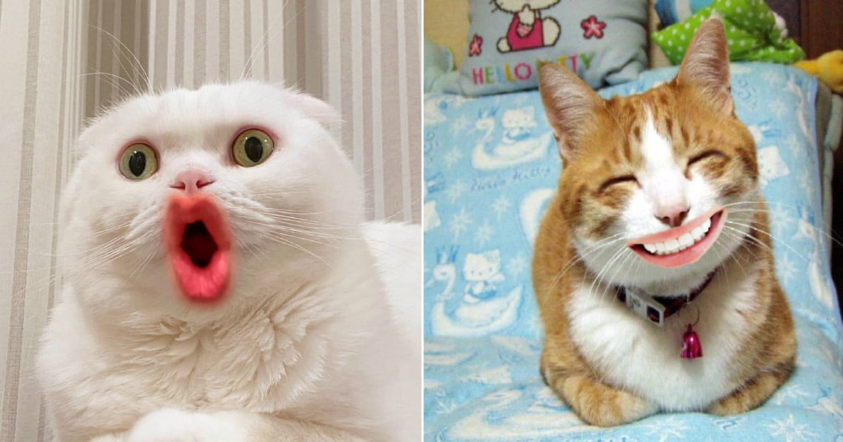 Gatos com boca humana parecem horríveis