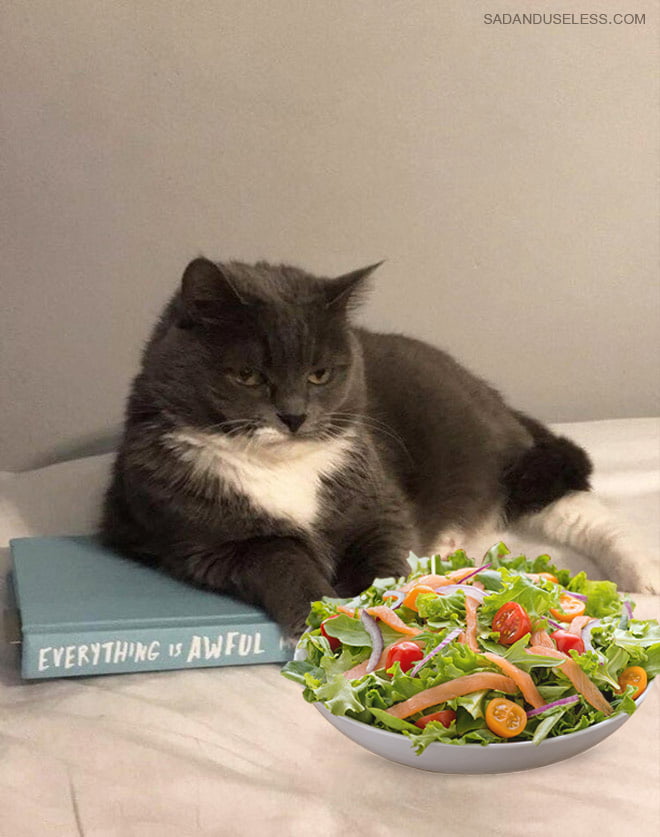 Gatos odeia saladas