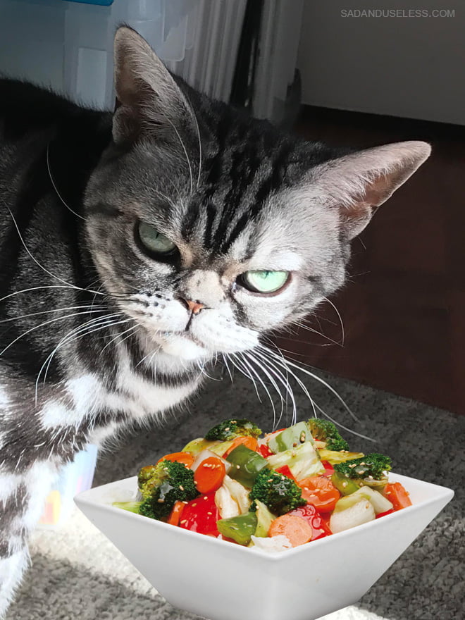 Gatos odeia saladas