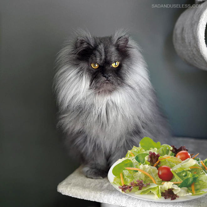 Gatos odeia saladas