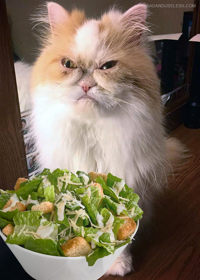 Gatos odeia saladas