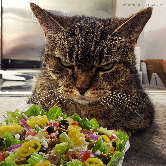 Gatos odeia saladas