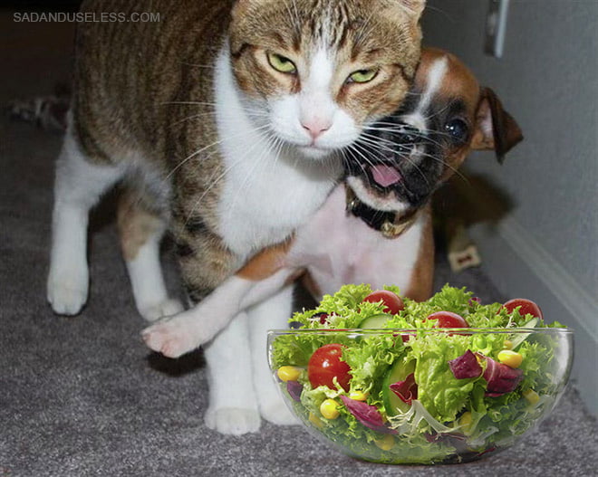 Gatos odeia saladas