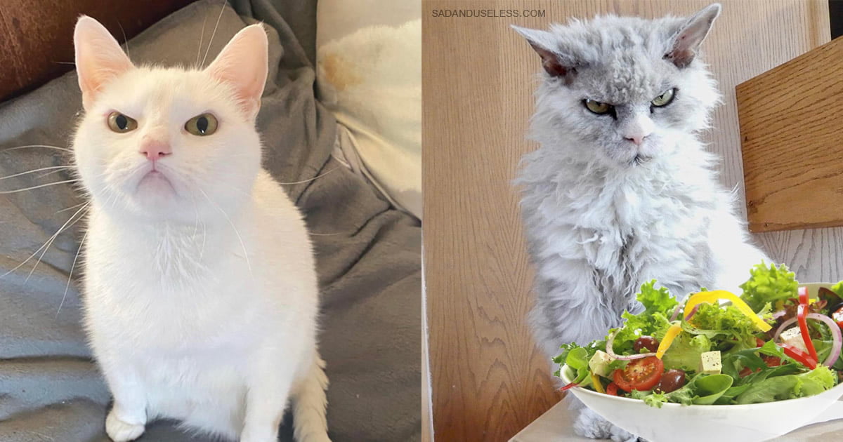 Gatos odeia saladas Gatos odeia saladas