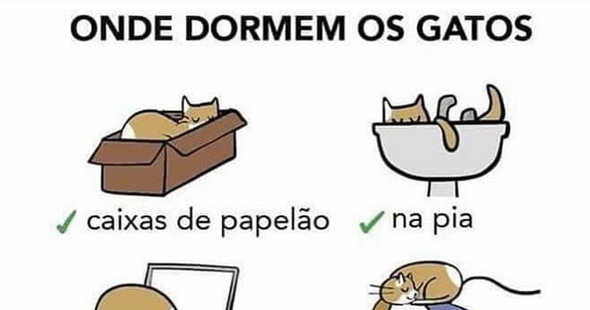 Onde dormem os gatos