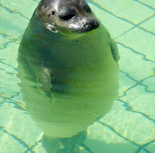 20 animais mais redondos do mundo
