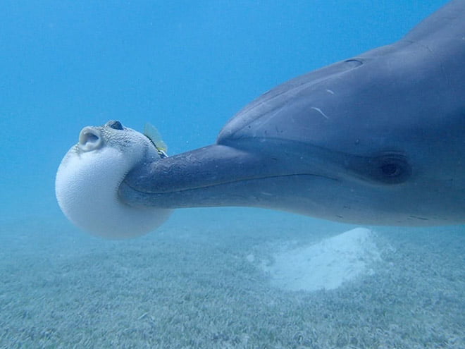 20 animais mais redondos do mundo