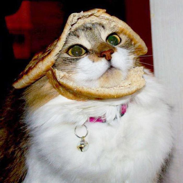 As pessoas estão fazendo sanduíches de gato agora