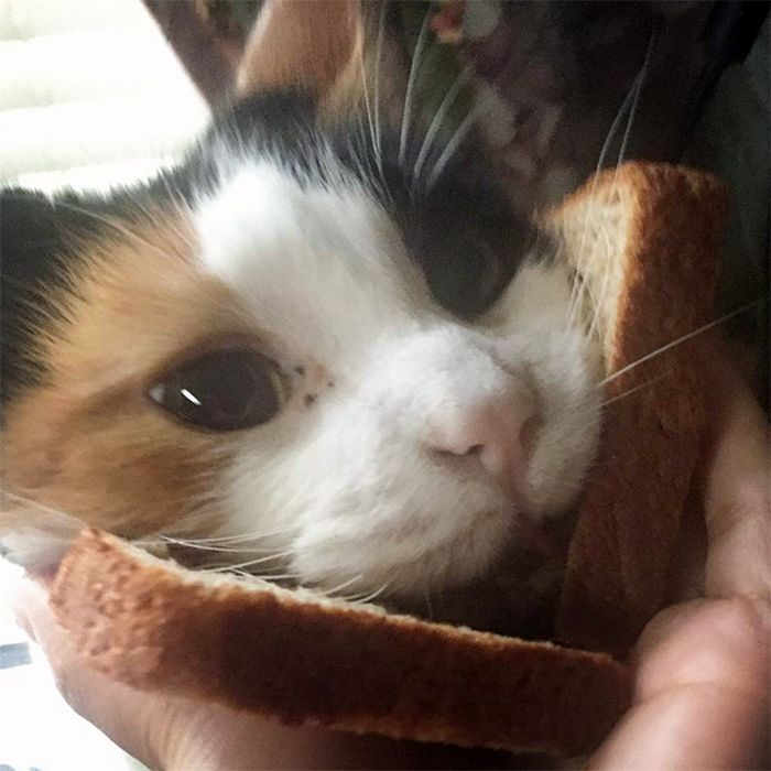 As pessoas estão fazendo sanduíches de gato agora