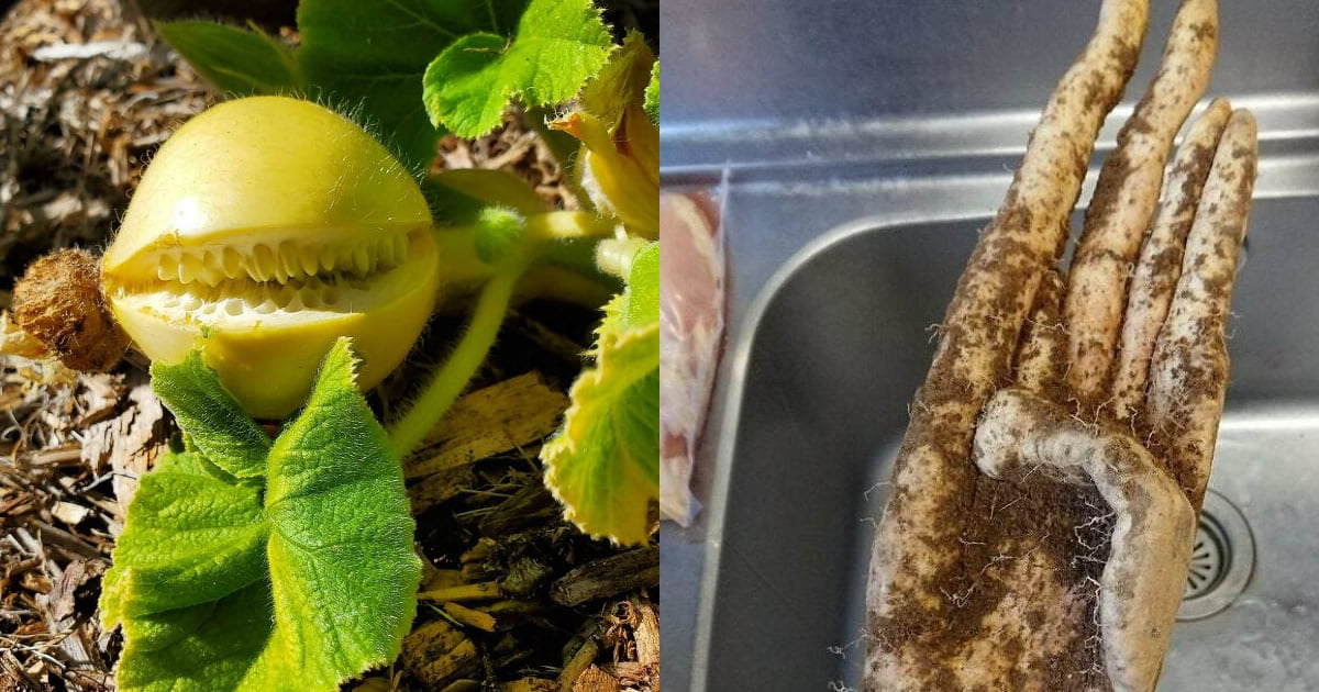 22 frutas e vegetais com formato assustador 22 frutas e vegetais com formato assustador